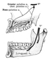 Scheme of the Distribution of the Trigeminal Nerve