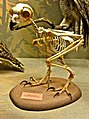 The skeleton of a great horned owl, a bird