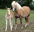 A Haflinger mare and foal