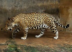 美洲豹(Panthera onca)