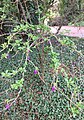 Weeping / arching habit of lower branches of mature specimen flowering in Royal Botanic Garden Edinburgh.