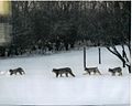 Lynx family near Dauphin Manitoba