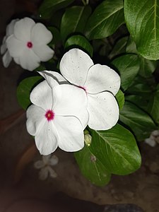 White with red-centered Catharanthus roseus