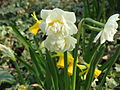 Narcissus 'Bridal Crown'