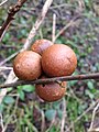 oak gall