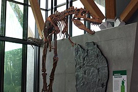 An Gorgosaurus libratus on display