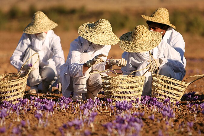 藏红花农场的采摘人，摄于伊朗礼萨呼罗珊省托尔巴特海达里耶。