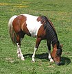 A bay tobiano horse