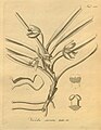 Vanda cristata (as syn. Vanda striata) plate 150 in: H. G. Reichenbach: Xenia orchidacea - vol. 2 (1874)