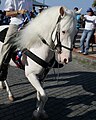 This horse was spoted durring the same parade as the cremello and the picture taken from the same angle, but this horse has a whiter coat, and dark eyes I bet this is almost for sure a sabino-white