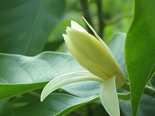 White champak flower