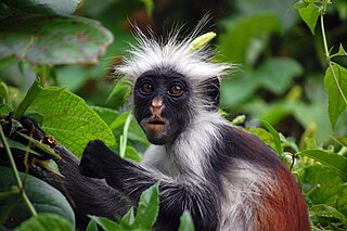 Zanzibar red colobus