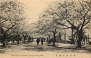 青岛病院院内的樱花树，为德租时期所种植，现已不存在