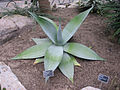 Agave guiengola 翠玉龙