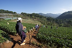 Royal Agricultural Station at Doi Ang Khang