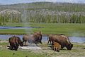 Bison in Yellowstone