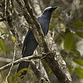 Ceruluan cuckoo-shrike