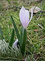 Colchicum hungaricum