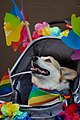 Pride Corgi at the San Francisco Pride Parade 2018