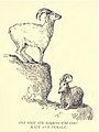 Nilgiri Tahr pair