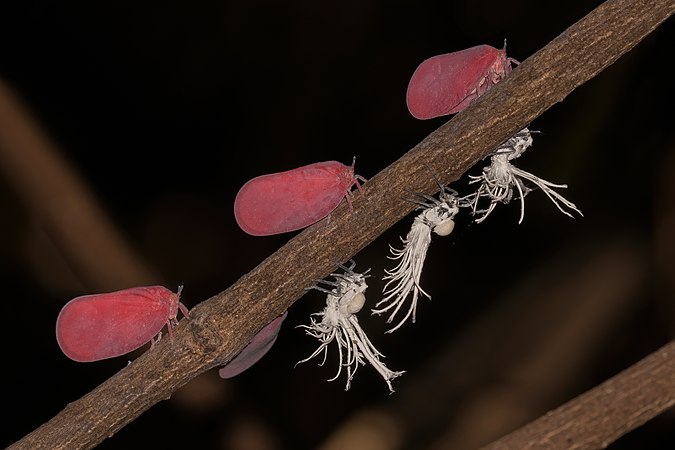 紅葉蛾蠟蟬（Phromnia rosea）及其若蟲。攝於馬達加斯加安卡拉納保護區。