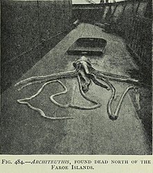 #72 (?/?/1902) Giant squid carcass found floating at the surface north of the Faroe Islands in 1902 (Murray & Hjort, 1912:651, fig. 484). It is shown here on the deck of the Michael Sars.