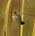 Golden-headed Cisticola (Cisticola exilis tytleri) at Manas National Park, Assam, India