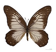 Museum specimen ♂ dorsal side