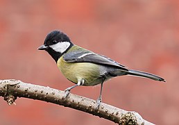 Great tit side-on