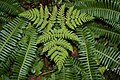 Gymnocarpium dryopteris shown in the middle of the image, surrounded by sword ferns (Polystichum munitum).
