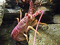 纽澳多刺岩龙虾