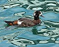 Juvenile in Picton harbour