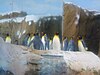 台北市立动物园企鹅馆展出的国王企鹅