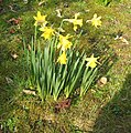 Narcissus hispanicus