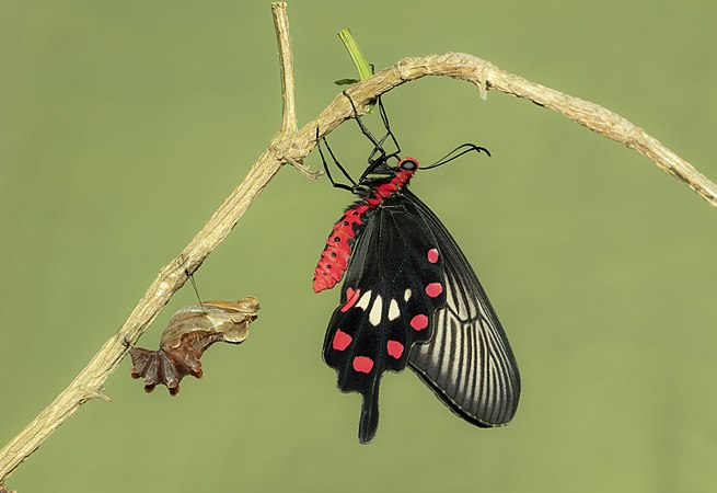 红珠凤蝶（Pachliopta aristolochiae）。摄于西孟加拉邦哈里纳维。
