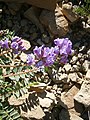 Oxytropis jacquinii