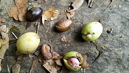 Fruits and seed