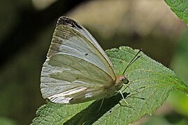 布氏乃粉蝶 N. buquetii