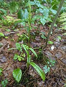 Platanthera aquilonis