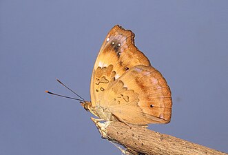 Female (ventral view)