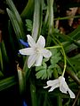 Scilla forbesii white