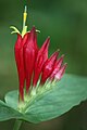 Spigelia marilandica flower.