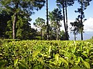 Tea Plantations near Kausani