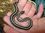 Western ribbon snake (Thamnophis proximus)