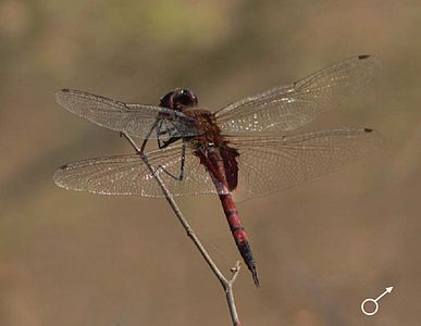 Tramea limbata male