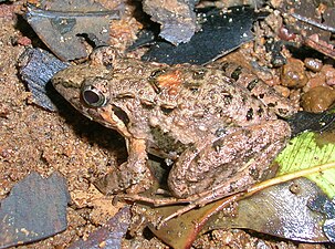 Dorsal view