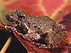 Blanchard's cricket frog