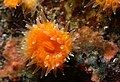 Orange cup coral