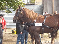 Draft horse (Breton).