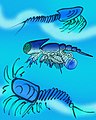 生存于寒武纪晚期的寒武厚桨虾科（英语：Cambropachycopidae），其外观特别怪异，是典型的奥斯坦型化石（英语：Orsten）。图为该科的模式属（英语：Cambropachycope）[9]